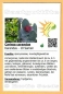Preview: Carissa carandas, 10 Samen